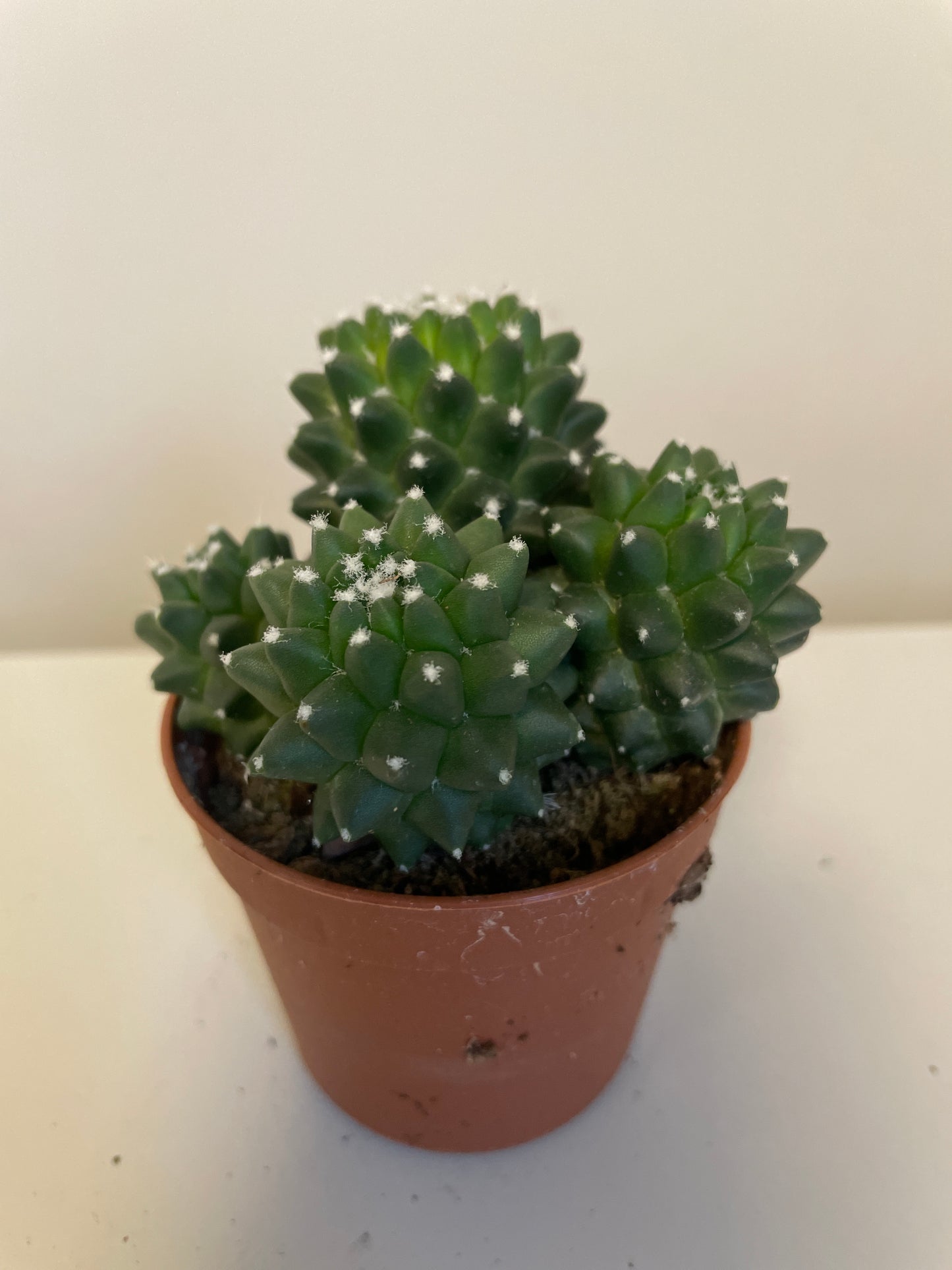 Bilde av Mammillaria Toluca-Spanne Plantesalg