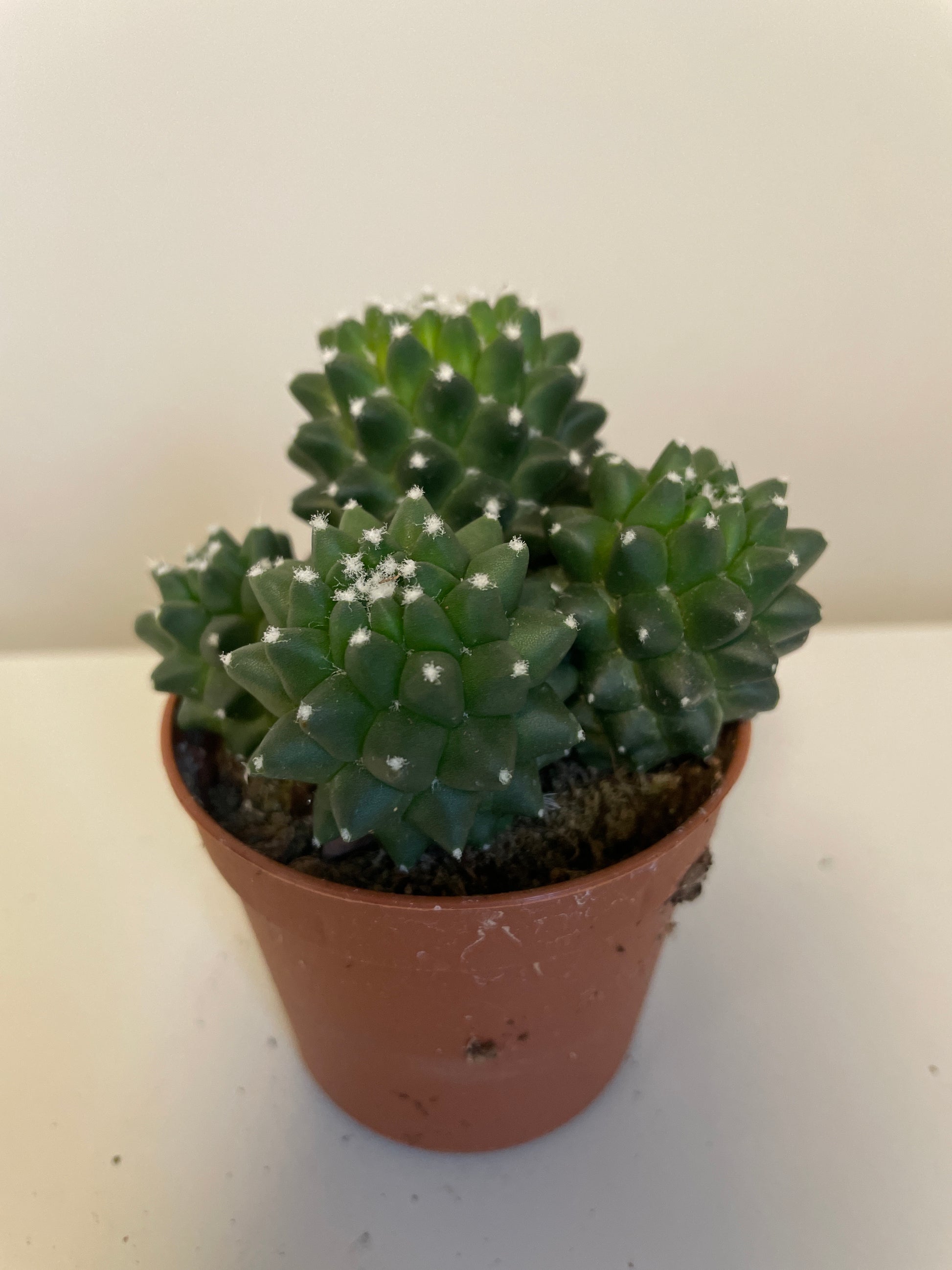 Bilde av Mammillaria Toluca-Spanne Plantesalg