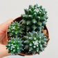 Bilde av Mammillaria ‘Toluca’-Spanne Plantesalg