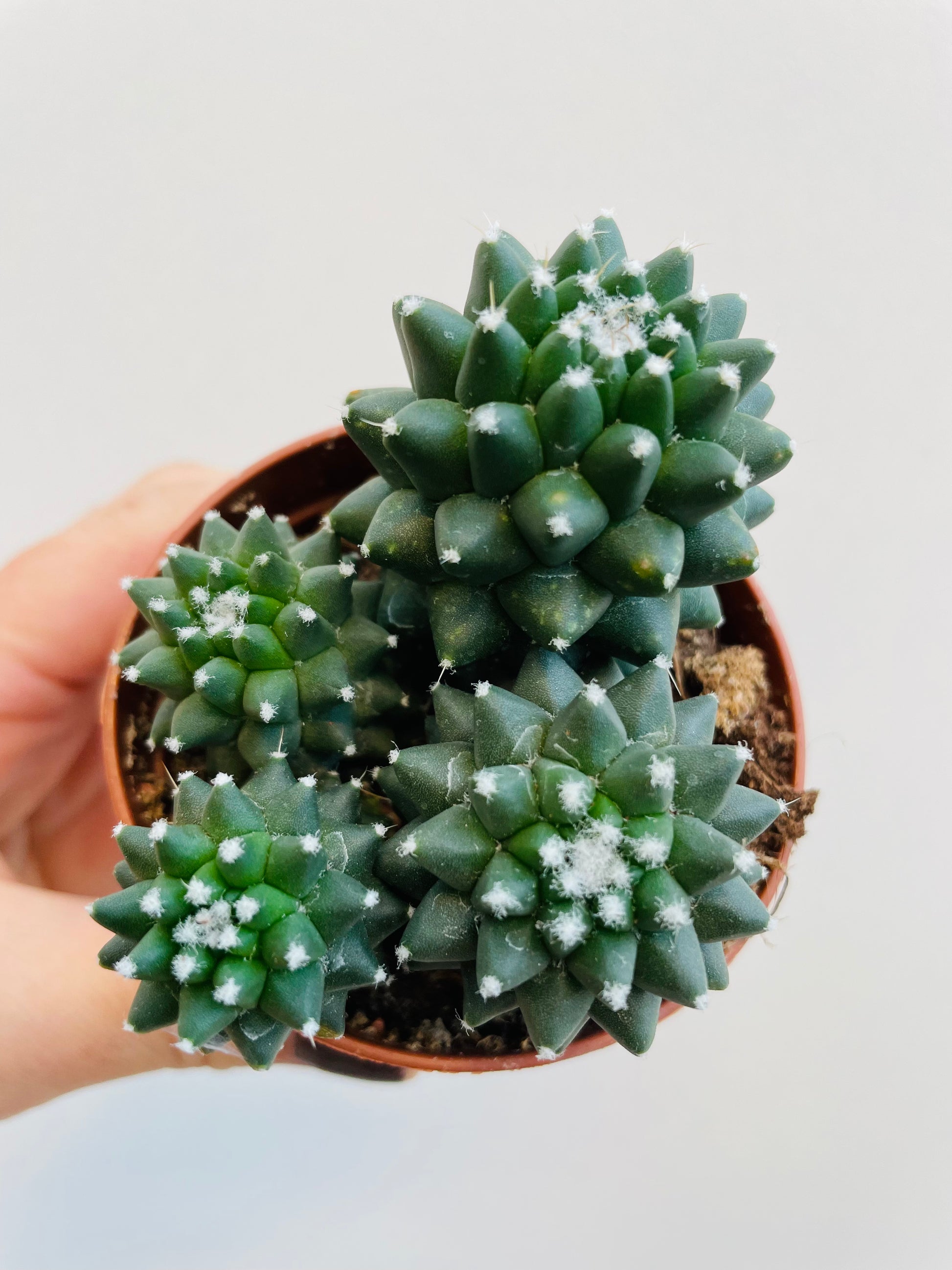 Bilde av Mammillaria ‘Toluca’-Spanne Plantesalg