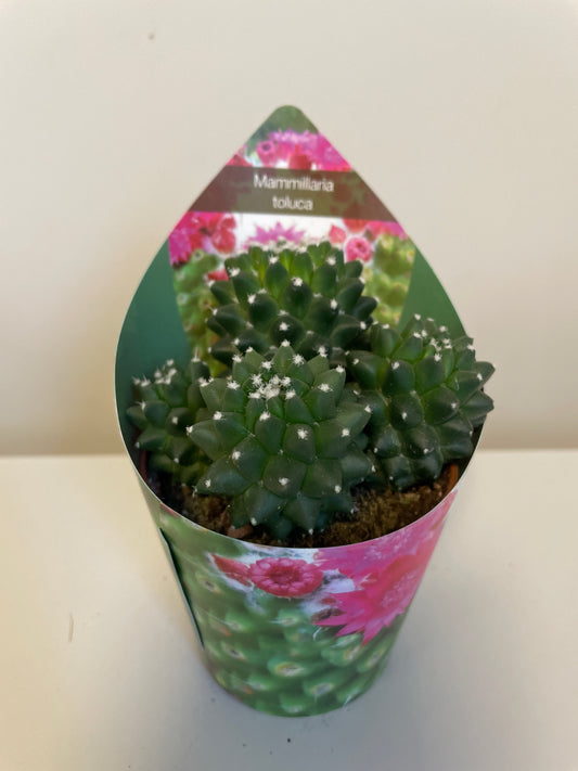Bilde av Mammillaria Toluca-Spanne Plantesalg