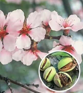 Bilde av Mandeltrre 'Robijn'-Spanne Plantesalg