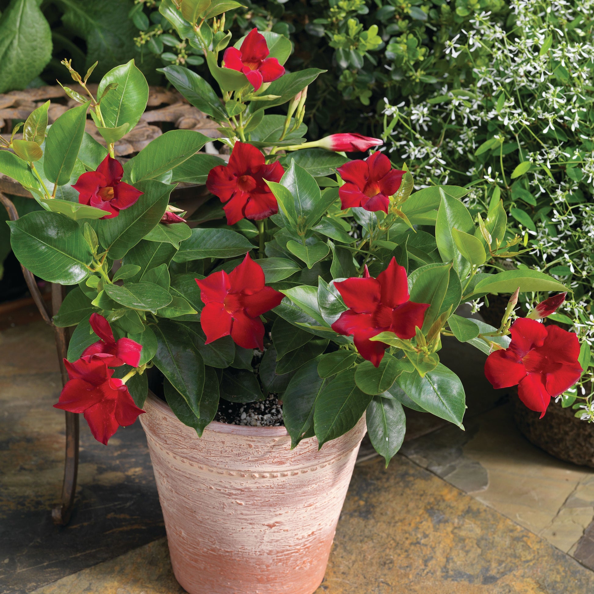 Bilde av Mandevilla Hybrida Rio® Deep Red Imp. Pris pr stk-Spanne Plantesalg
