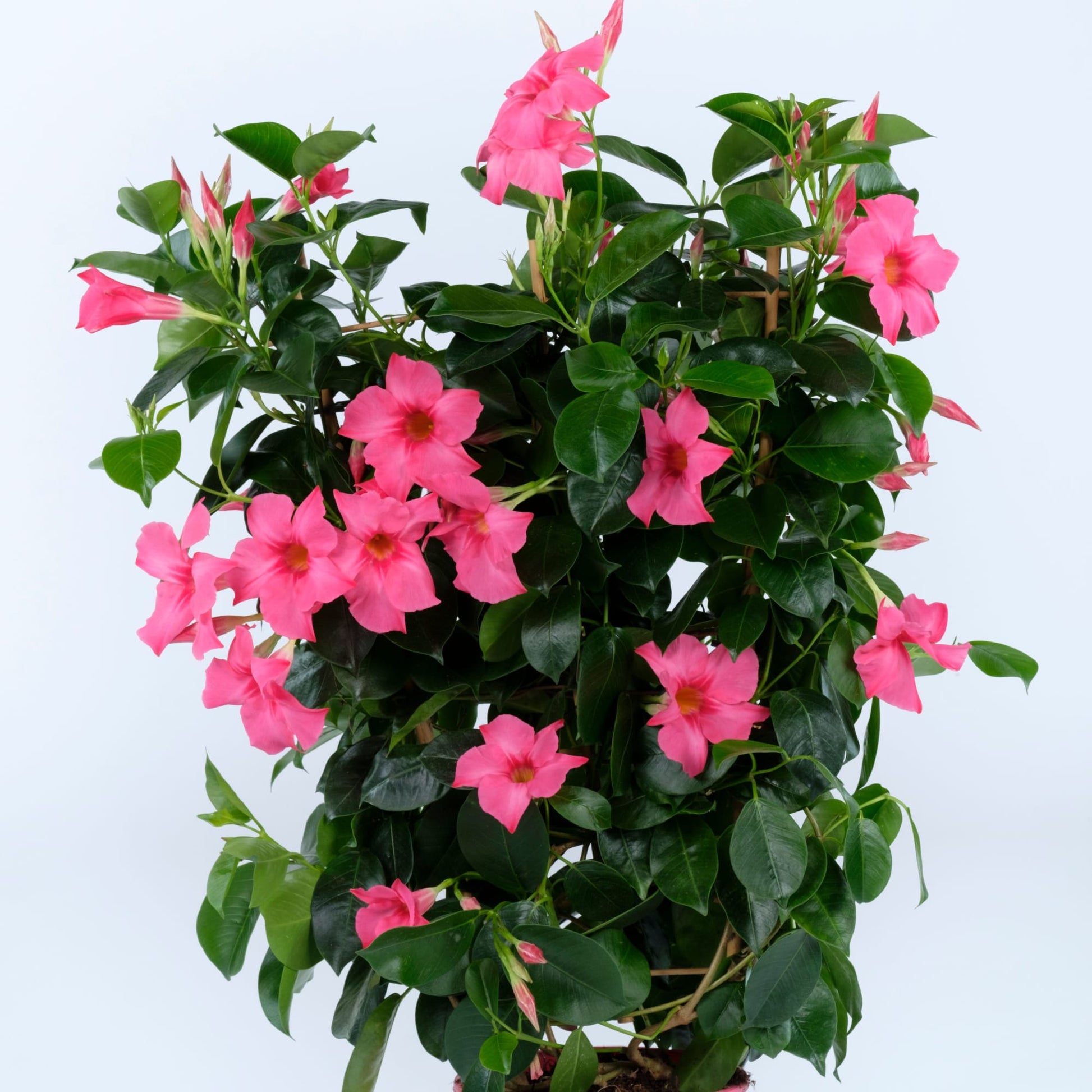 Bilde av Mandevilla Hybrida Rio® Elegant Coral Pink Pris pr stk-Spanne Plantesalg