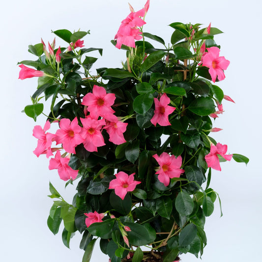 Bilde av Mandevilla Hybrida Rio® Elegant Coral Pink Pris pr stk-Spanne Plantesalg
