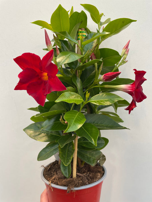 Bilde av Mandevilla ‘Rio Deep’-Spanne Plantesalg