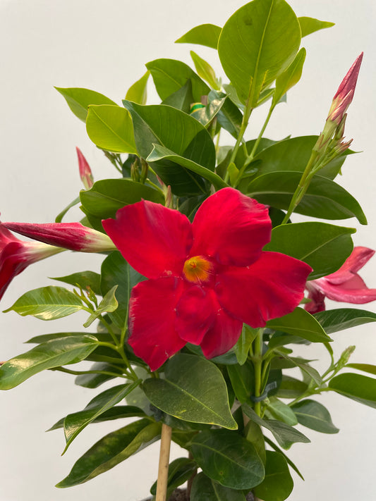 Bilde av Mandevilla ‘Rio Deep’-Spanne Plantesalg