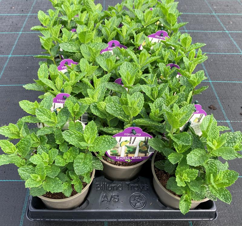 Bilde av MAROKANSK MYNTE-Spanne Plantesalg