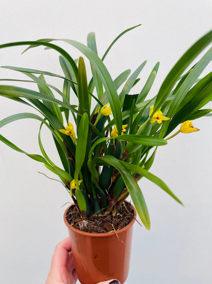 Bilde av Maxillaria variabilis-Spanne Plantesalg