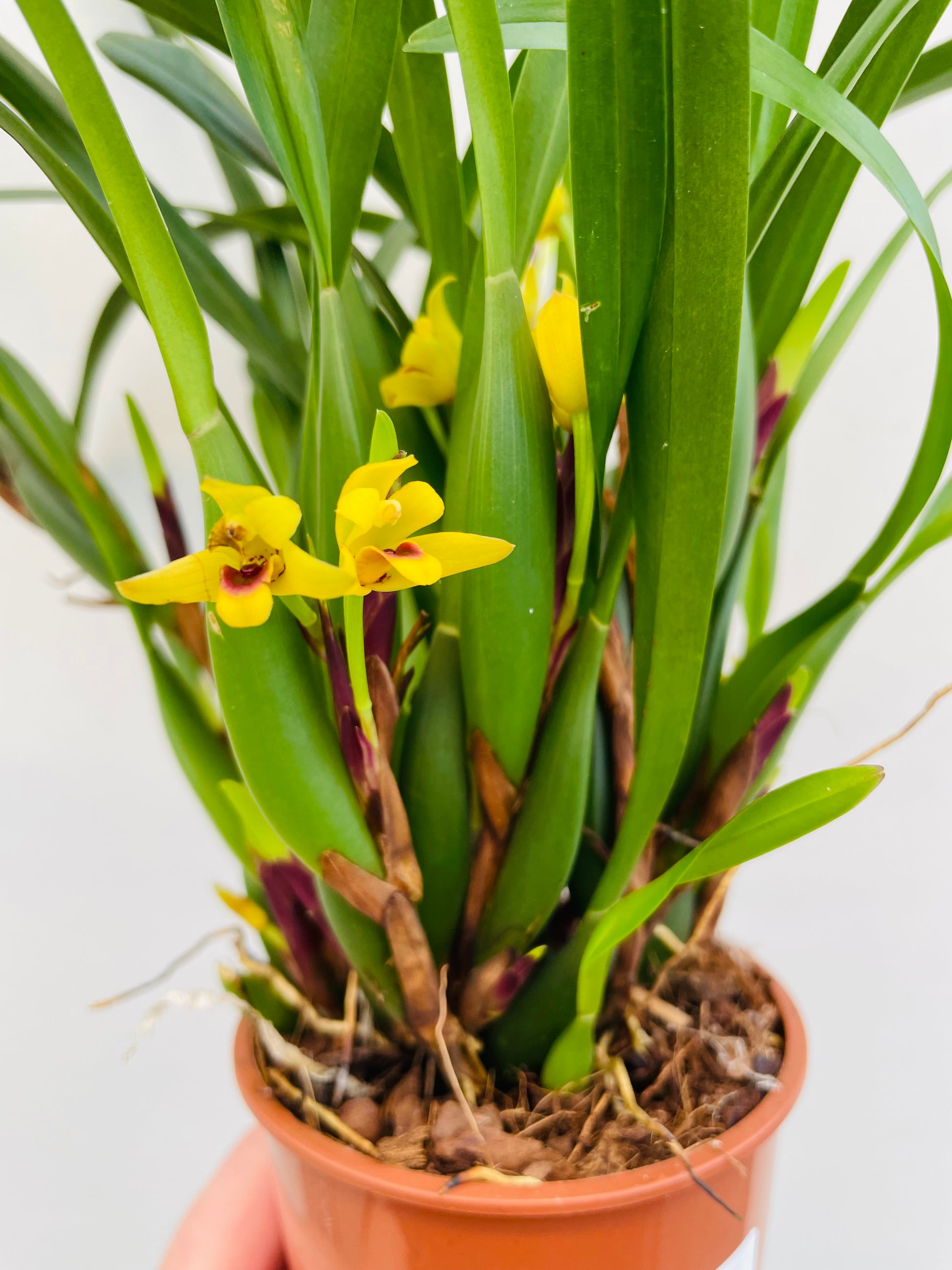 Bilde av Maxillaria variabilis-Spanne Plantesalg