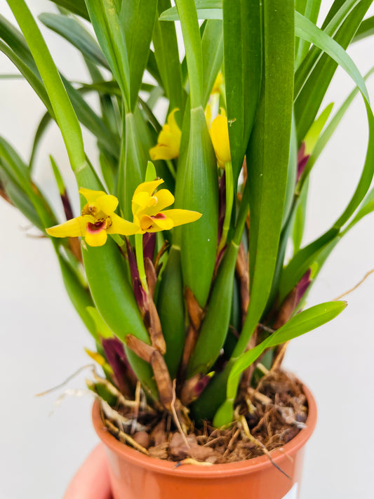 Bilde av Maxillaria variabilis-Spanne Plantesalg