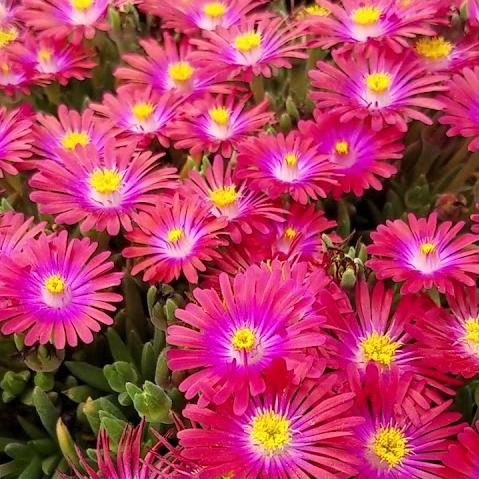 Bilde av Delosperma c. 'Jewel of Des Garnet'-Spanne Plantesalg