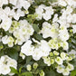 Bilde av Hydrangea Runaway Bride-Spanne Plantesalg