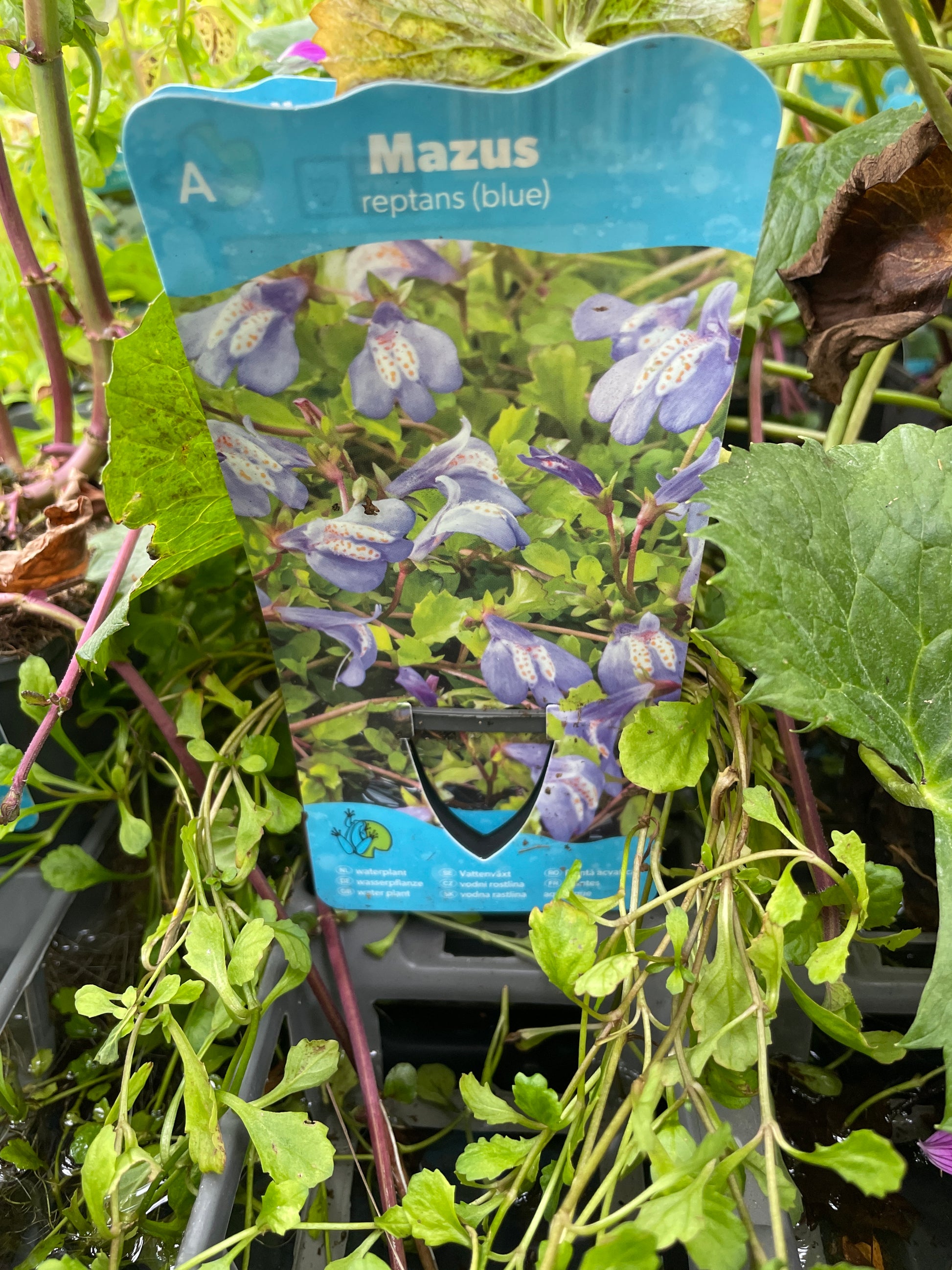 Bilde av Mazus reptans blue-Spanne Plantesalg