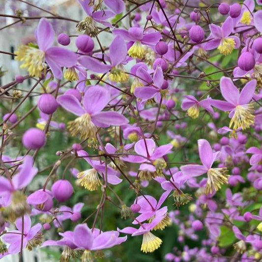 Bilde av Thalictrum rochebrunianum-Spanne Plantesalg