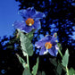 Bilde av Meconopsis betonicifolia-Spanne Plantesalg