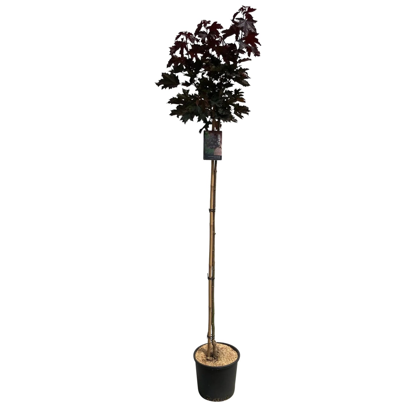 Bilde av Acer plat. 'Crimson Sentry'-Spanne Plantesalg