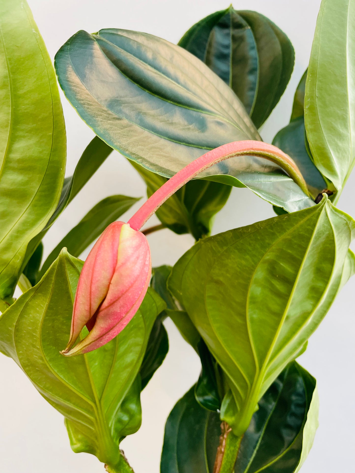 Bilde av Medinilla magnifica ‘Flamenco’-Spanne Plantesalg