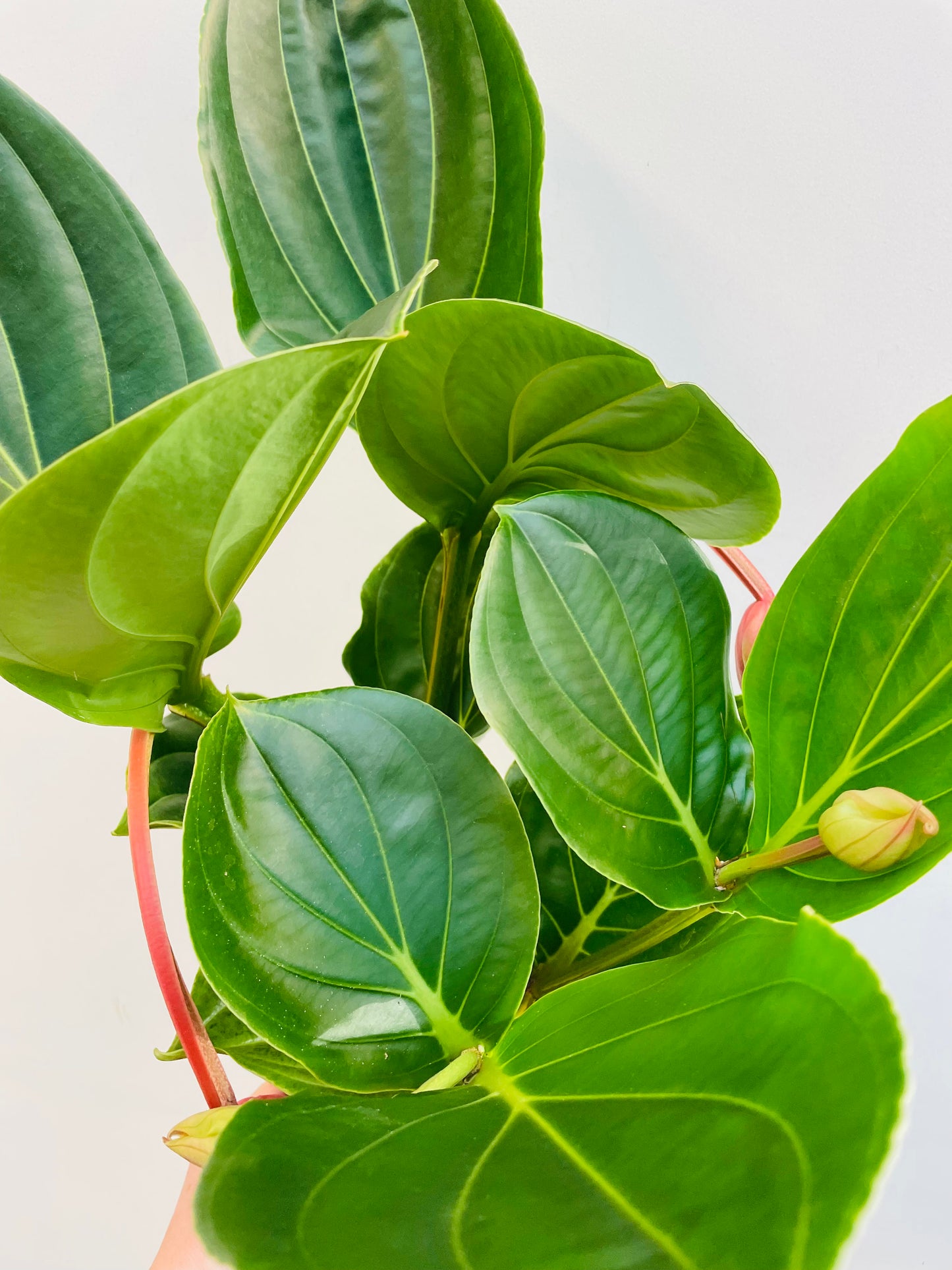 Bilde av Medinilla magnifica ‘Flamenco’-Spanne Plantesalg