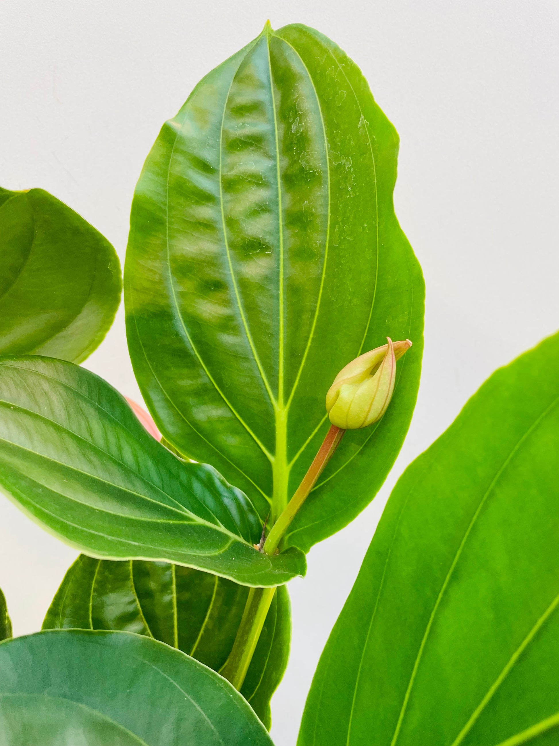 Bilde av Medinilla magnifica ‘Flamenco’-Spanne Plantesalg