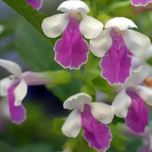 Bilde av Melittis meliss. 'Royal Velvet Distinction'-Spanne Plantesalg