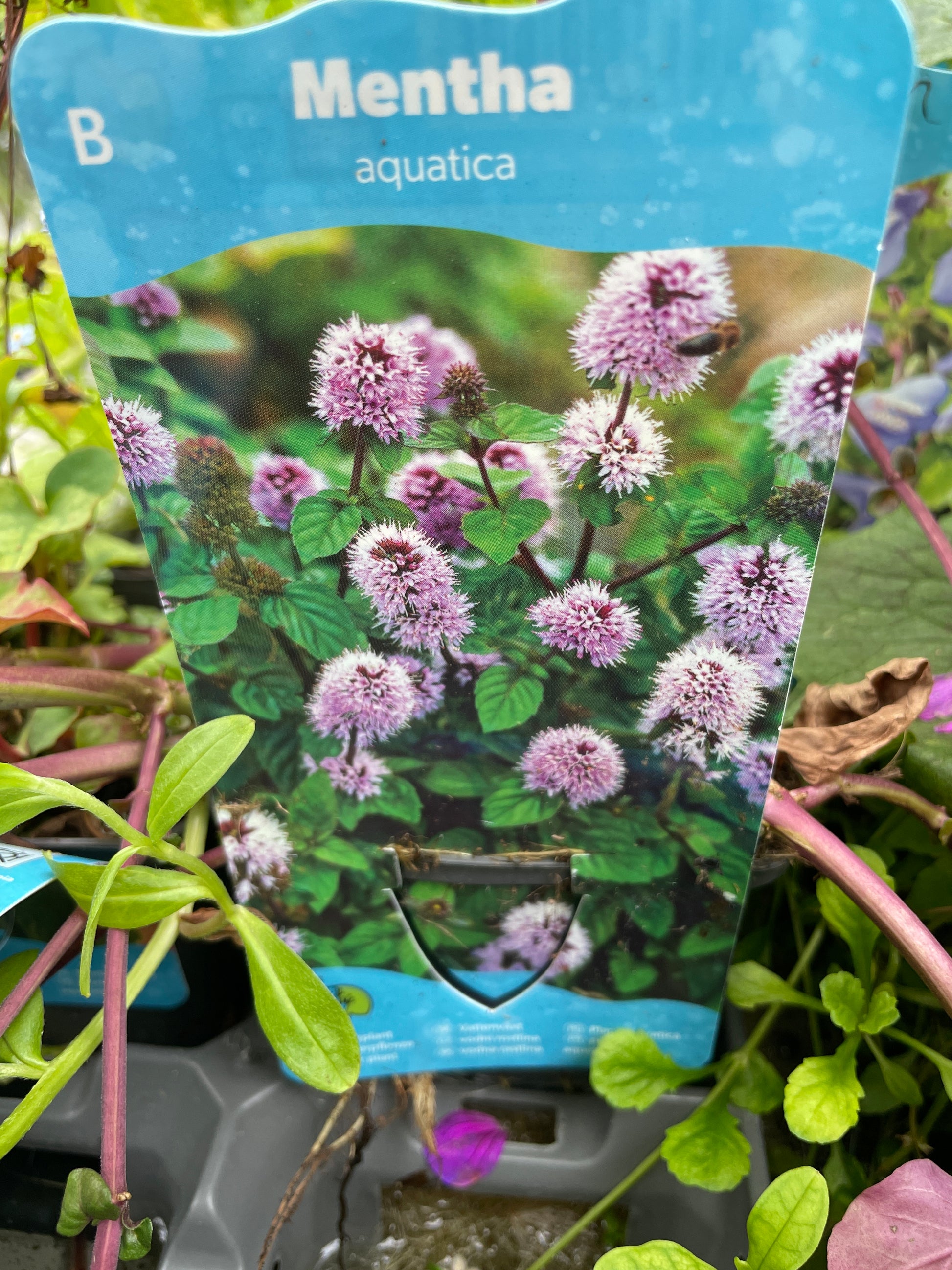 Bilde av Mentha aquatica auqatica-Spanne Plantesalg