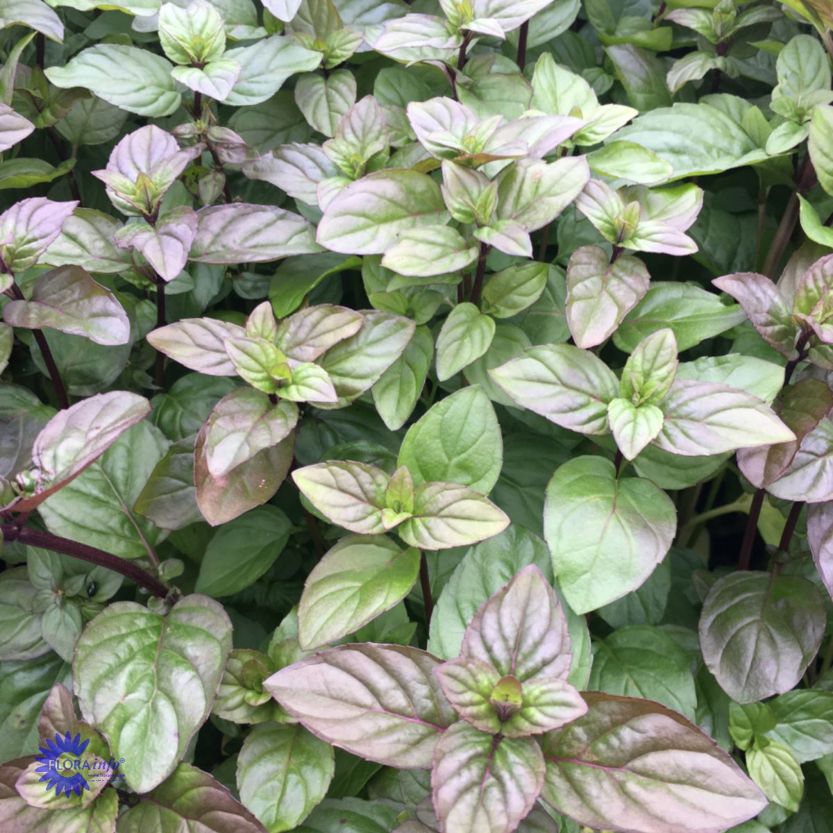 Bilde av Mentha piperita 'Orange'-Spanne Plantesalg