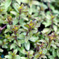 Bilde av Mentha piperita 'Peppermint'-Spanne Plantesalg