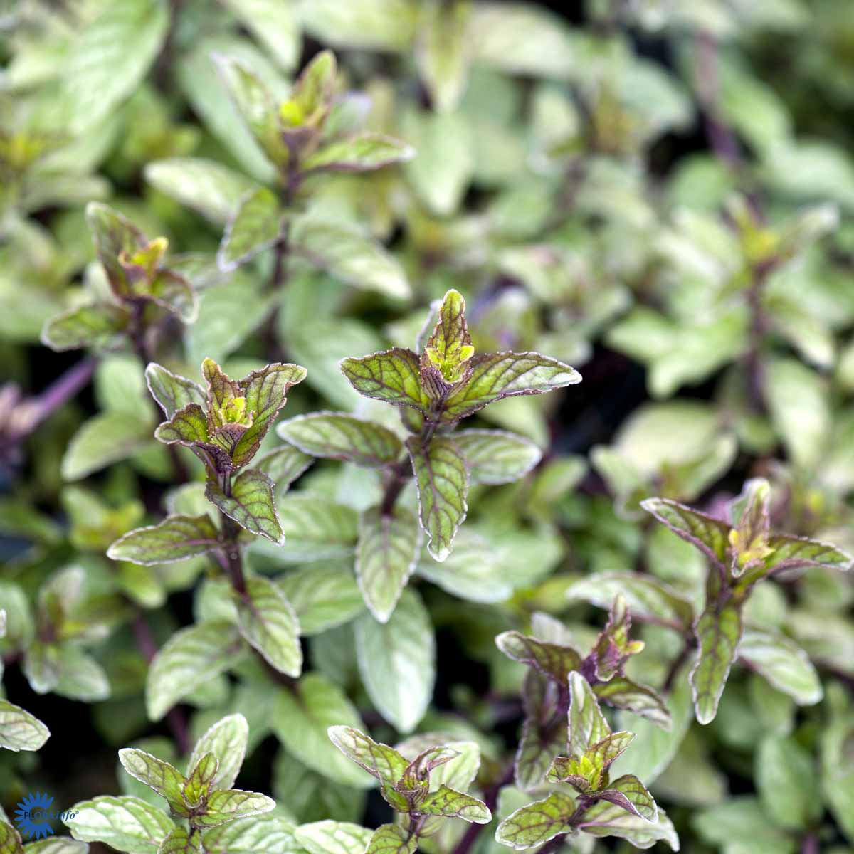 Bilde av Mentha piperita 'Peppermint'-Spanne Plantesalg