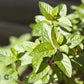 Bilde av Mentha piperita 'Peppermint'-Spanne Plantesalg