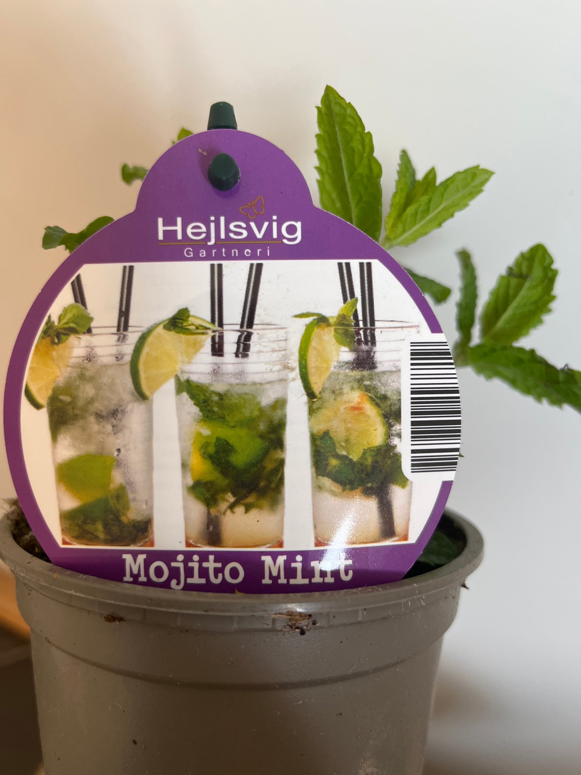 Bilde av Mentha villosa 'Mojito'-Spanne Plantesalg