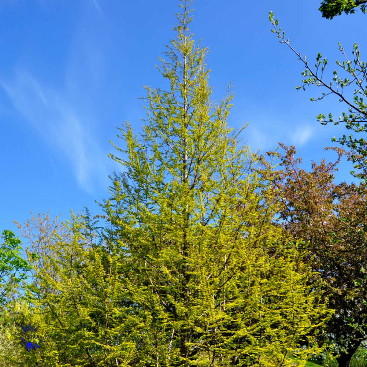 Bilde av Metasequoia glyptostroboides 'Amber Glow'-Spanne Plantesalg