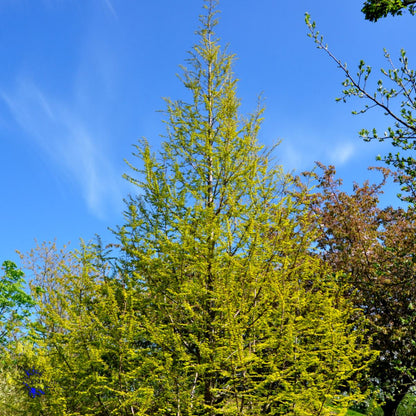 Bilde av Metasequoia glyptostroboides 'Amber Glow'-Spanne Plantesalg
