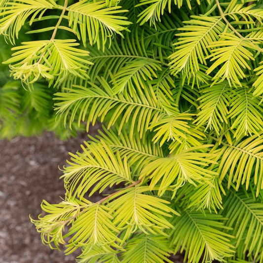 Bilde av Metasequoia glyptostroboides 'Amber Glow'-Spanne Plantesalg