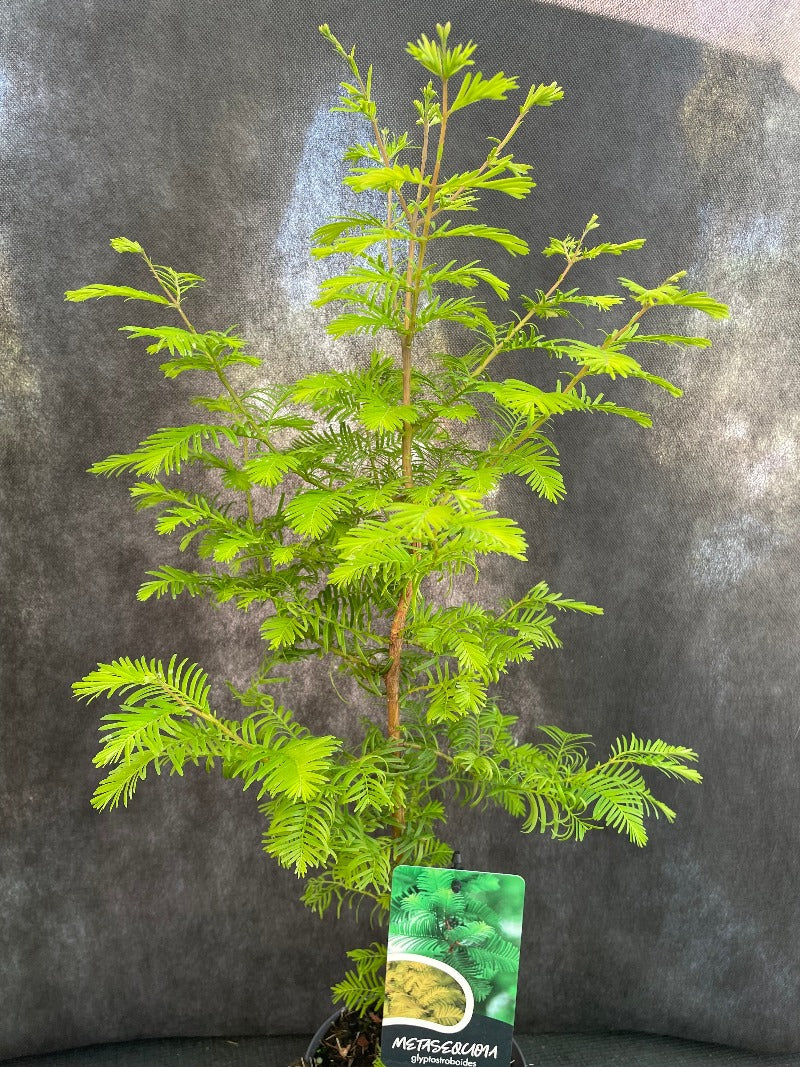 Bilde av Metasequoia glyptostroboides-Spanne Plantesalg