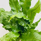 Bilde av Microsorum pteropus-Spanne Plantesalg