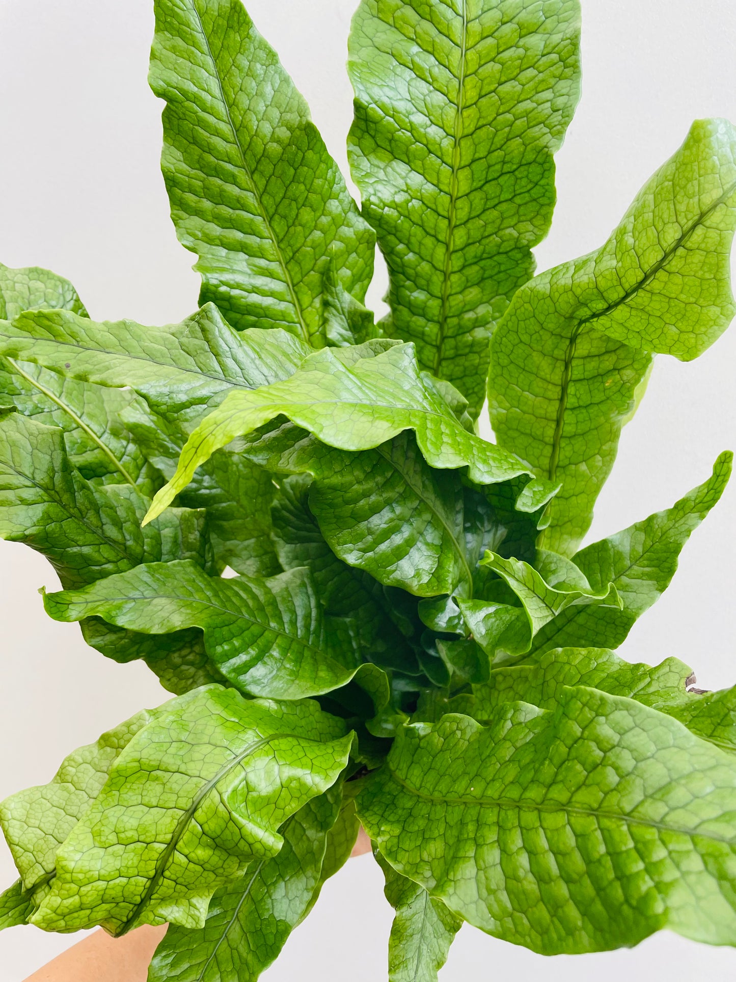 Bilde av Microsorum pteropus-Spanne Plantesalg