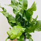 Bilde av Microsorum pteropus-Spanne Plantesalg