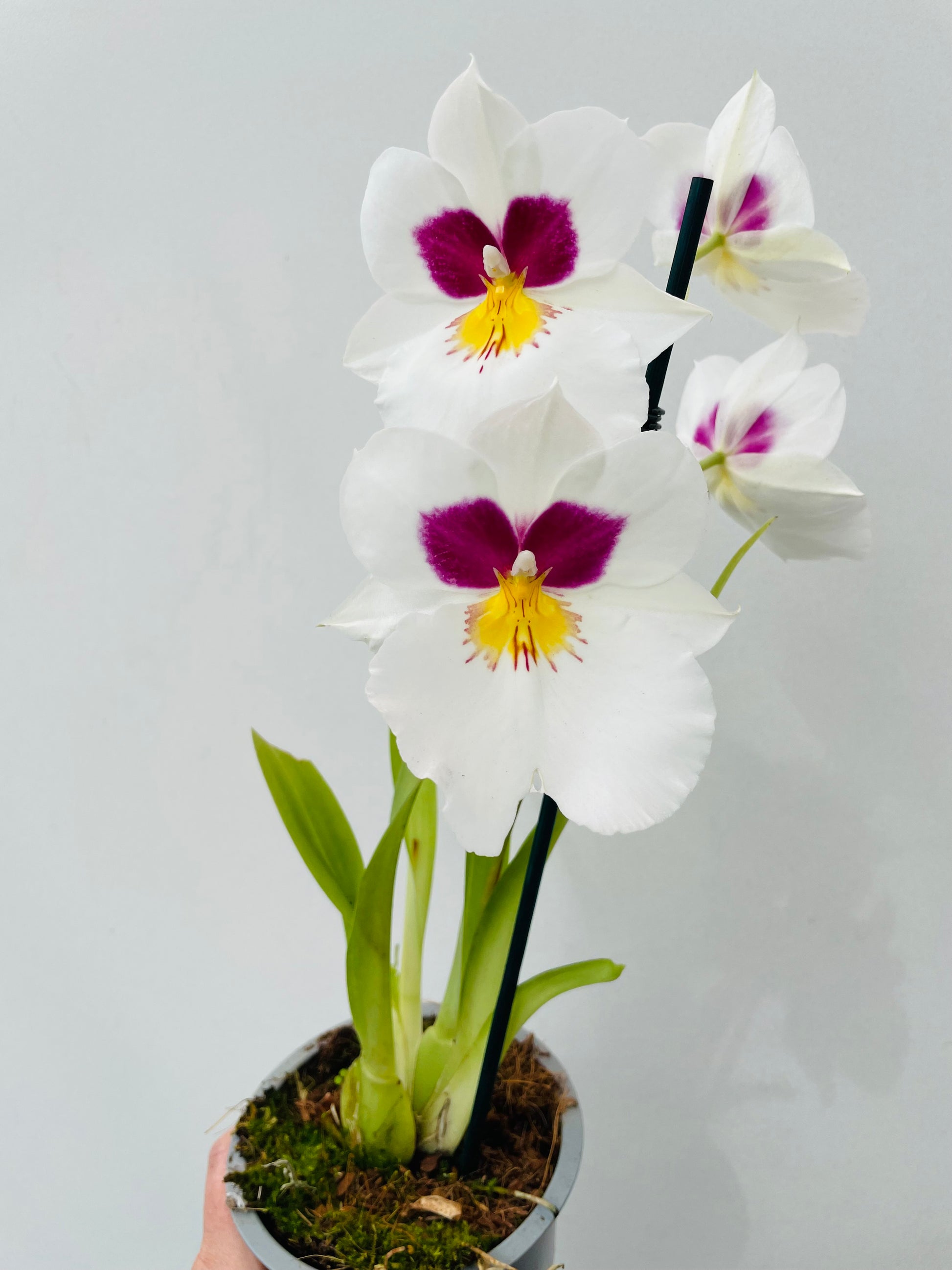 Bilde av Miltonia hvit-Spanne Plantesalg