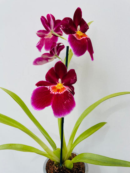Bilde av Miltonia rosa-Spanne Plantesalg