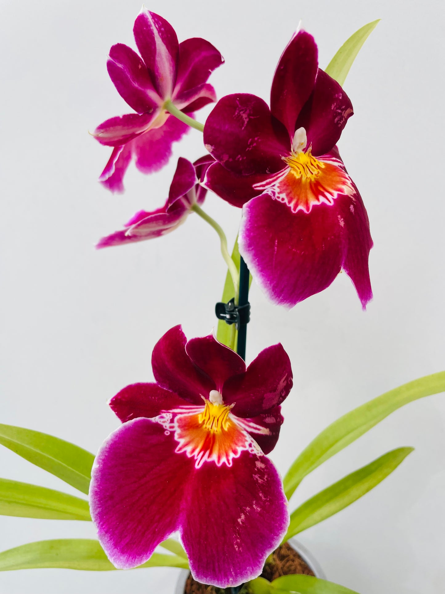 Bilde av Miltonia rosa-Spanne Plantesalg
