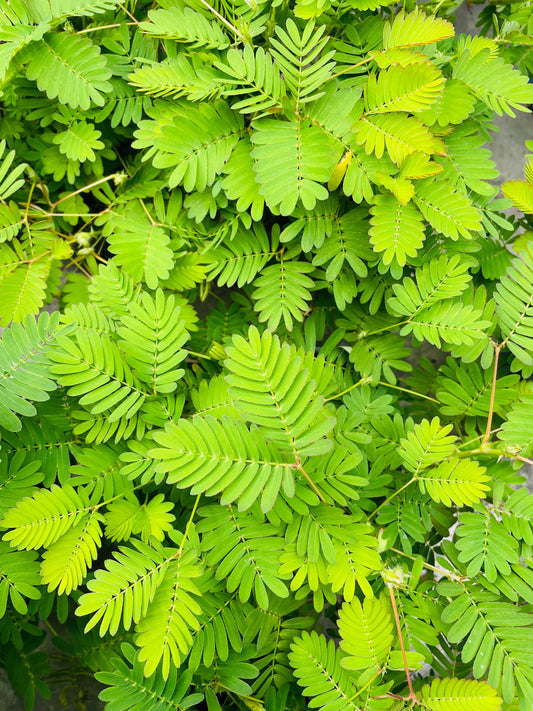 Bilde av Mimosa pudica ‘Rør meg ikke’-Spanne Plantesalg