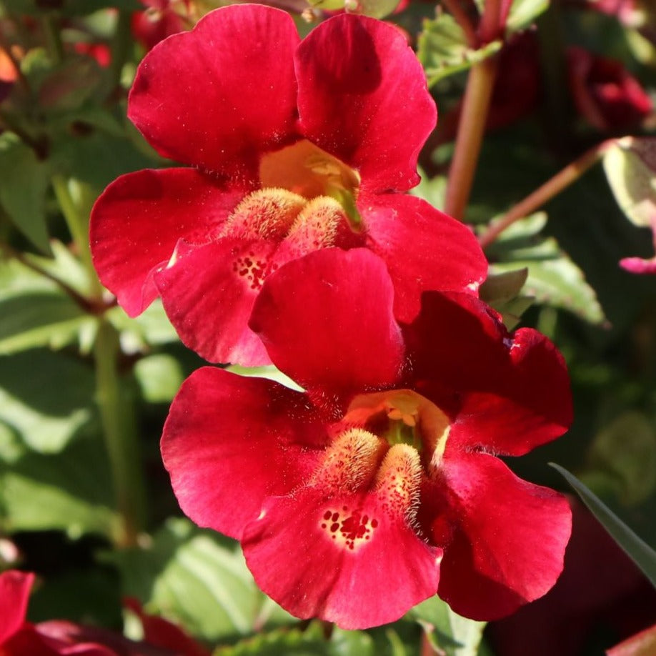Bilde av Mimulus cup. 'Roter Kaiser'-Spanne Plantesalg