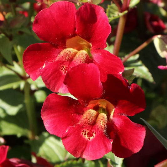Bilde av Mimulus cup. 'Roter Kaiser'-Spanne Plantesalg