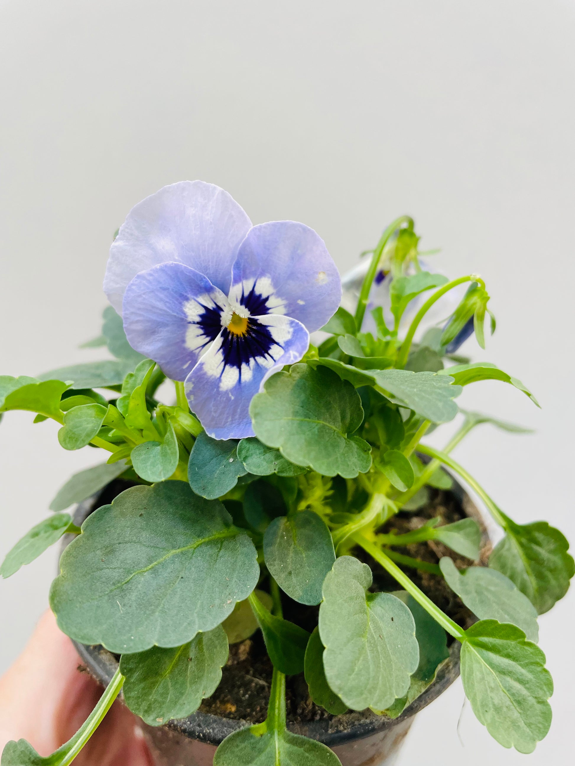 Bilde av MINISTEMOR-Spanne Plantesalg
