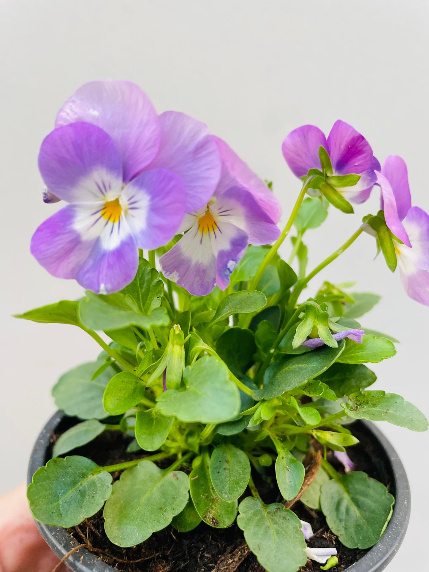 Bilde av MINISTEMOR-Spanne Plantesalg