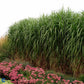 Bilde av Miscanthus giganteus (floridulus)-Spanne Plantesalg