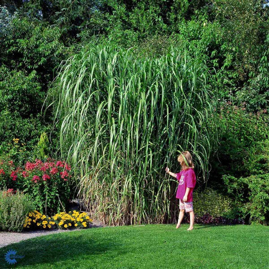 Bilde av Miscanthus giganteus (floridulus)-Spanne Plantesalg