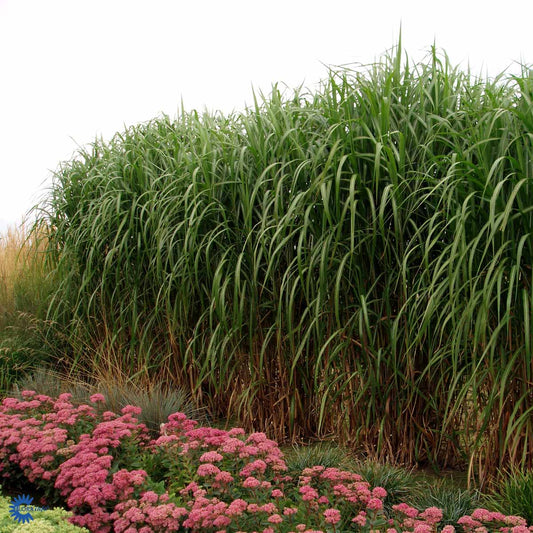 Bilde av Miscanthus giganteus 'Meidl'-Spanne Plantesalg
