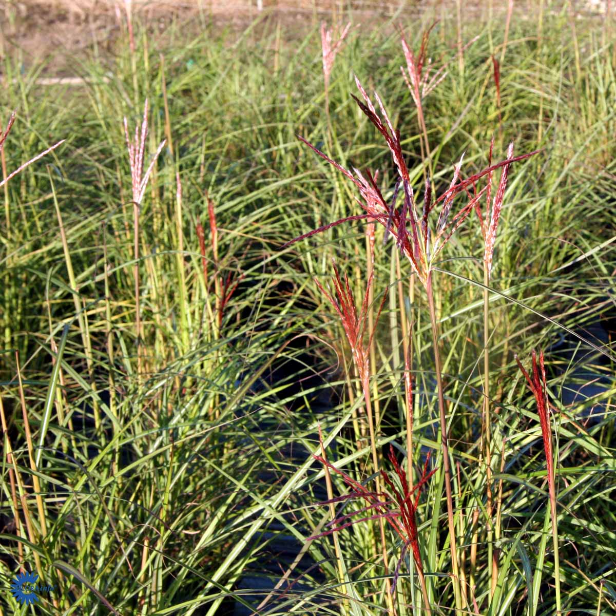 Bilde av Miscanthus sin. 'Ferner Osten'-Spanne Plantesalg